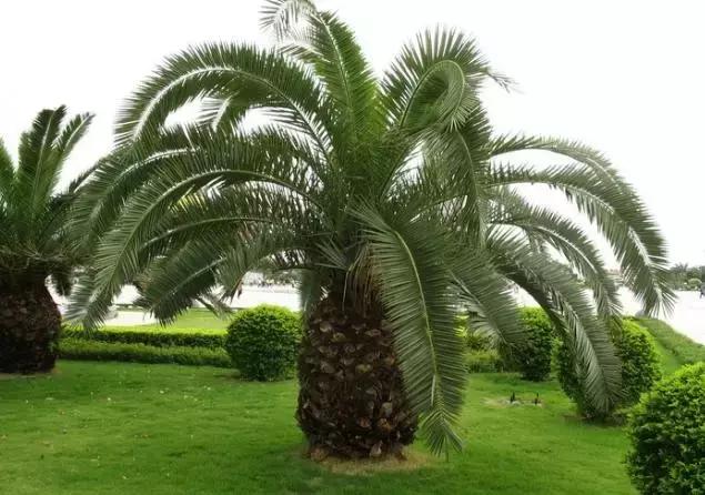 苏铁的产地分布,苏铁原产在哪里