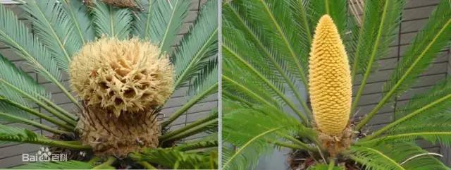 苏铁的产地分布,苏铁原产在哪里