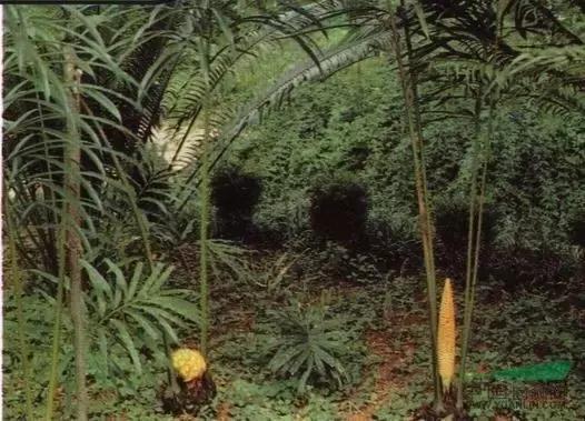 苏铁的产地分布,苏铁原产在哪里