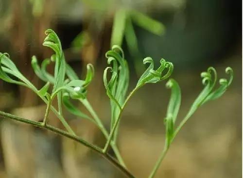 苏铁的产地分布,苏铁原产在哪里