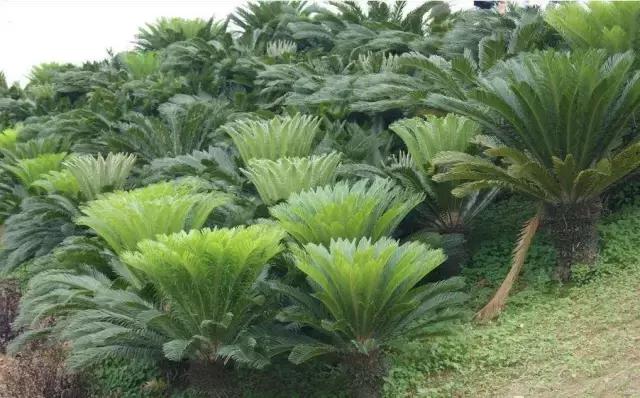 苏铁的产地分布,苏铁原产在哪里