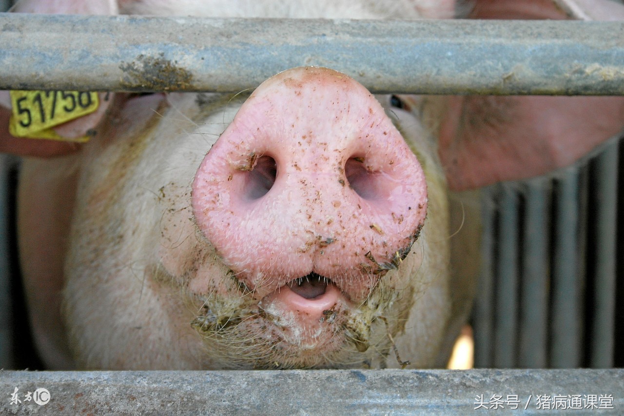 猪出现什么症状就快死了,如果猪生病会要怎么处理
