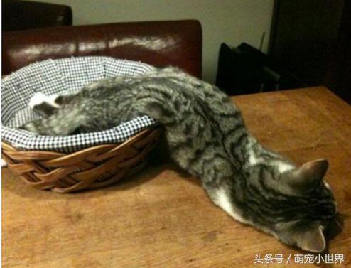 喵星人有什么特征吗图片,喵星人到底有多软看看你就知道啦