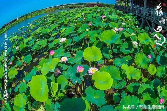 黄桥滨河家园,黄桥景观绿化