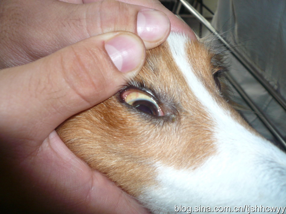 瀹犵墿鍠濅笉骞插噣鐨勬按鐢熺梾,瀹犵墿涔辨媺灞庡翱鎬庝箞瑙ｅ喅