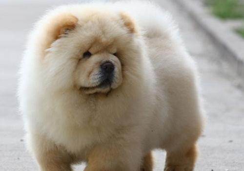 世界名犬,松狮犬可爱视频