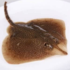 中国人常吃的鱼,常吃的海鱼种类及图片