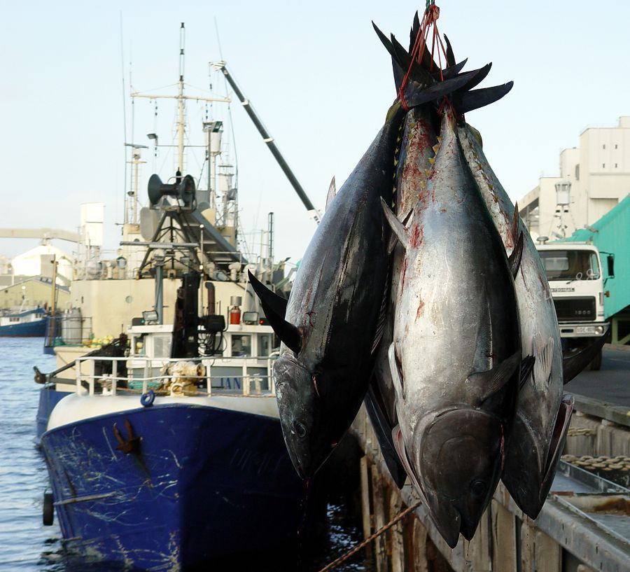 中国人常吃的鱼,常吃的海鱼种类及图片