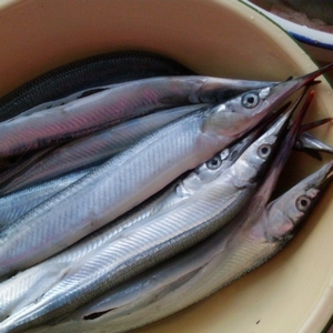 中国人常吃的鱼,常吃的海鱼种类及图片