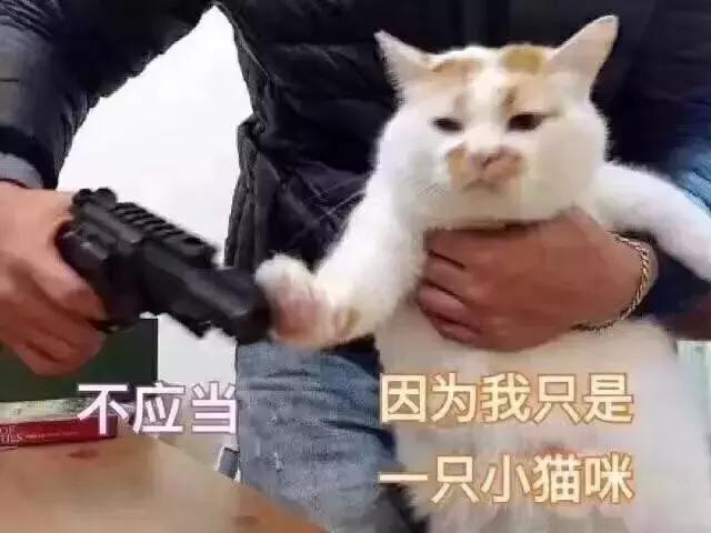 这些宠物都在背LV，你还敢抱怨自己像狗一样累？