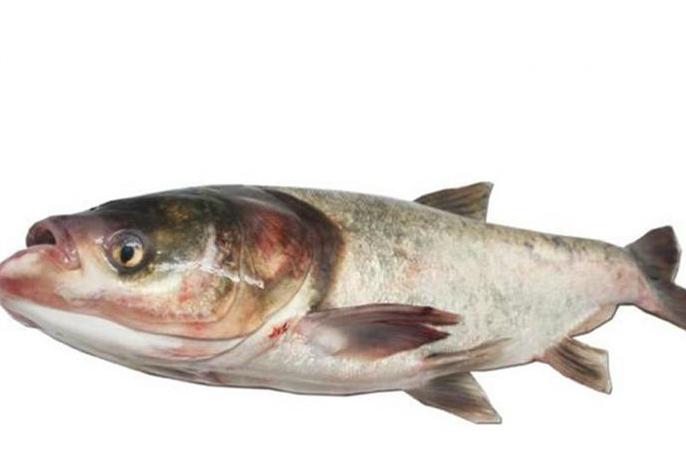 青鱼和草鱼长得比较相像,大头鱼跟白鲢鱼区别图片