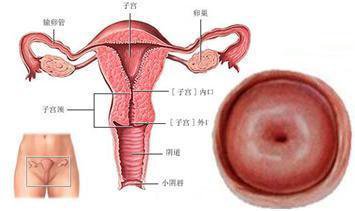如果没有计划生育，女人一生中最多能怀几次孕？