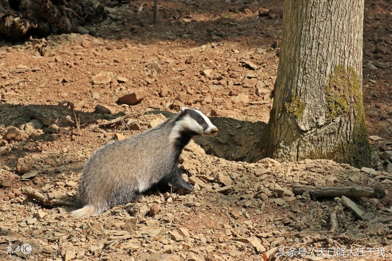 动物界扛把子蜜獾是怎么火起来的,蜜獾平头哥为什么其他动物都怕