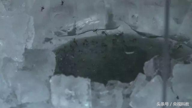 活了30年才知道防蚊妙招,科学防蚊