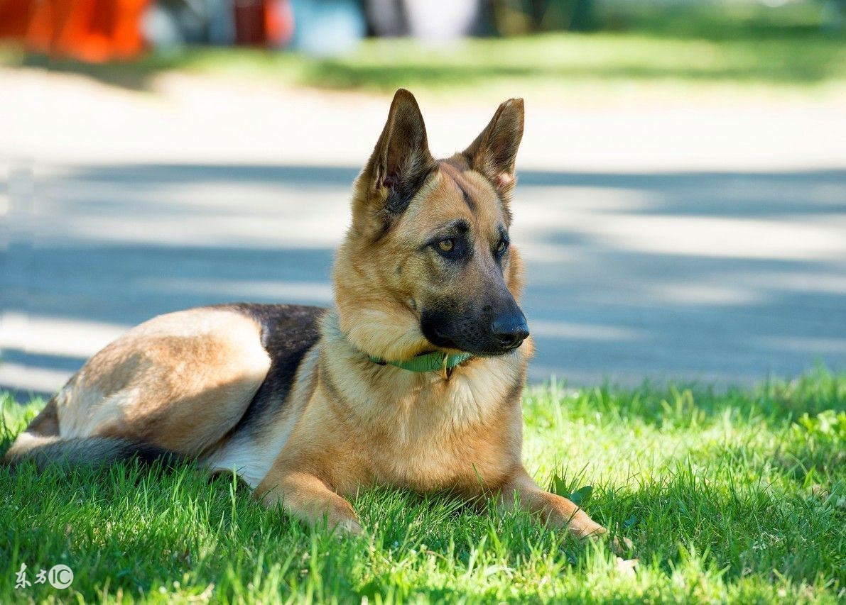 训练狗狗定点排便的正确方法,训犬技巧训狗定点排便