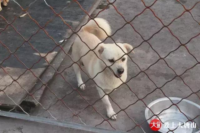 我们用镜头记录生活,记录流浪狗真实生活