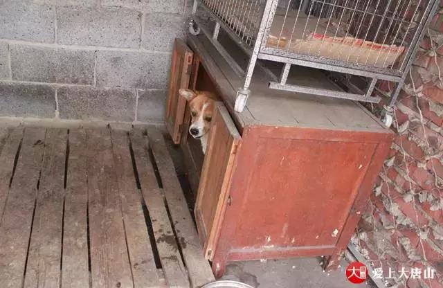 我们用镜头记录生活,记录流浪狗真实生活