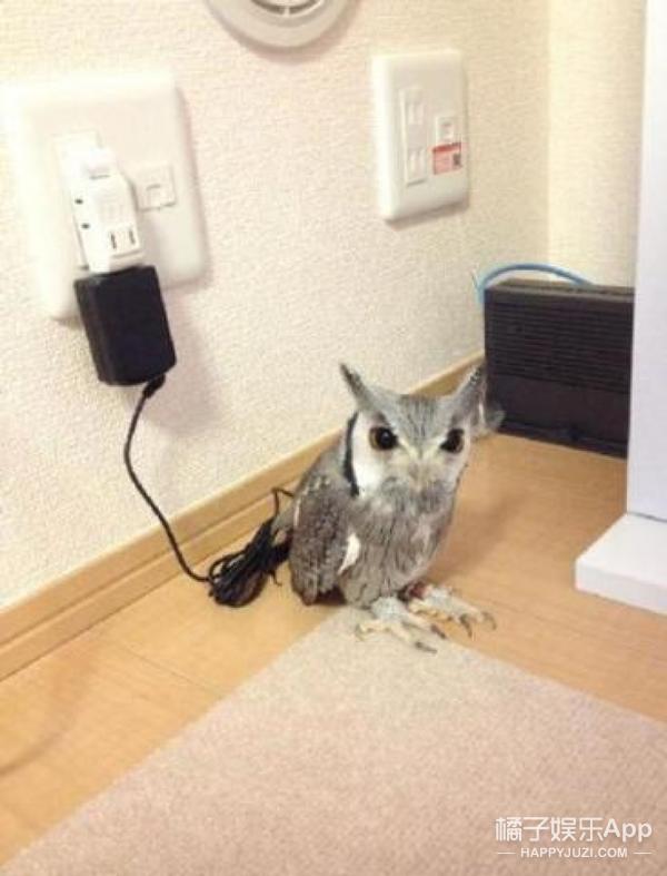 猫头鹰涂涂说自己是会飞的猫,宠物猫头鹰可以养吗犯法吗