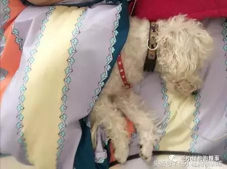 猫狗双全的赢家,狗猫双全的人生赢家