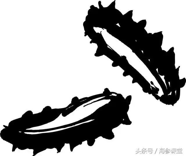参海传说海参,白海参的传说