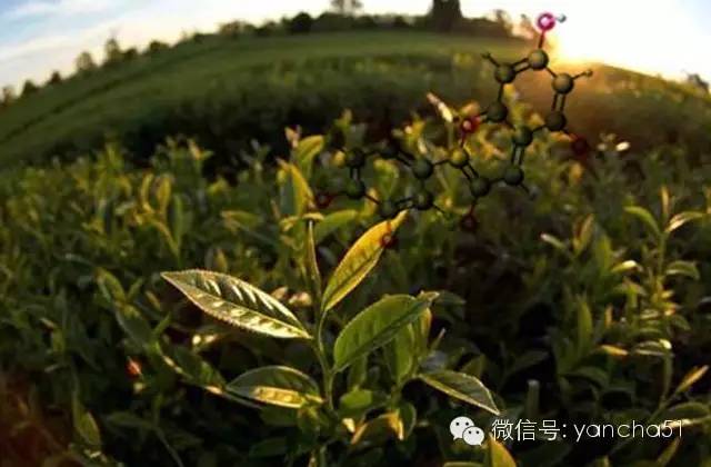 武夷岩茶回甘茶,武夷岩茶肉桂回甘