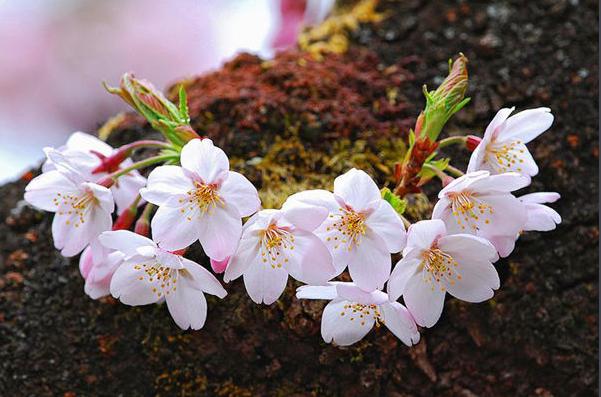 樱桃与樱花的区分图片对比,樱花与樱桃的区别在哪