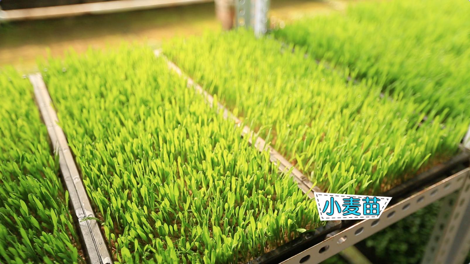 出来的五个种菜实用小技巧,纸上种菜可以种向日葵吗