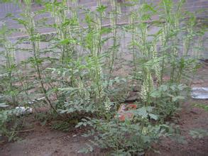 比黄连苦的药还有哪些,比黄连还苦的是什么药