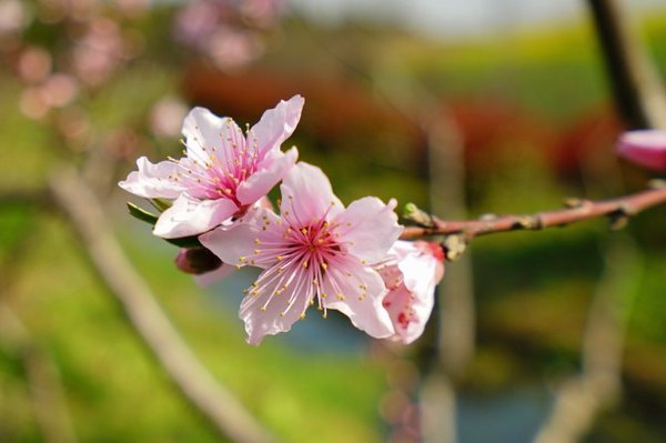 太湖舒畅之旅：乐享田园生活