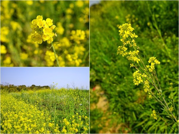 太湖舒畅之旅：乐享田园生活