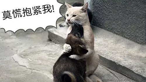 针眼用什么方法好得快,针眼切忌挤压排脓