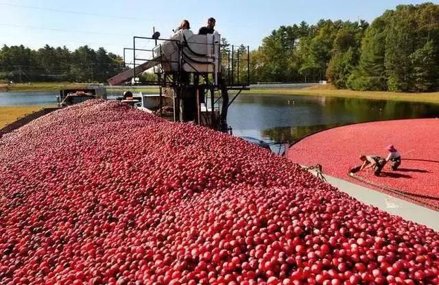 蔓越莓背后的神秘传说，她是个有故事的水果
