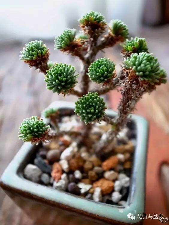 旋叶姬星美人大盆,姬星美人多肉