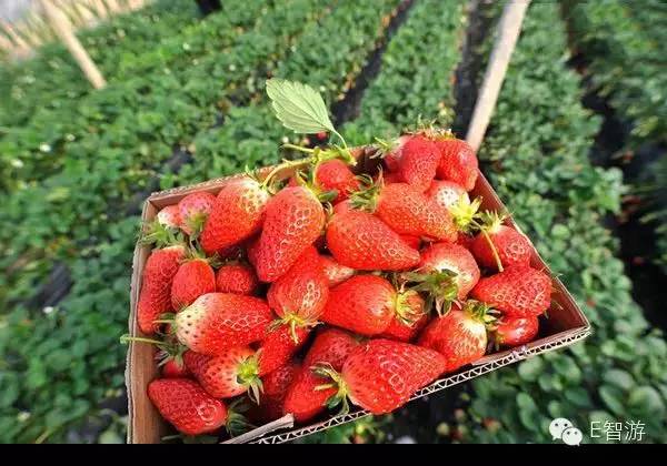 洛阳适合中学生好玩免费景点,洛阳各个景点的介绍