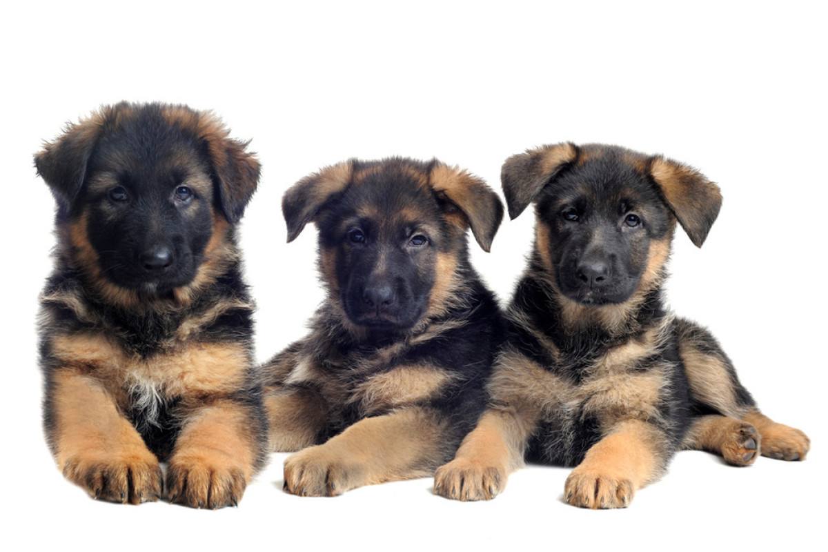 德国牧羊犬和罗威纳犬哪个好,哪里能买到正宗的德国牧羊犬