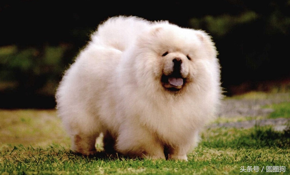 松狮犬打架视频,世界名犬有哪些