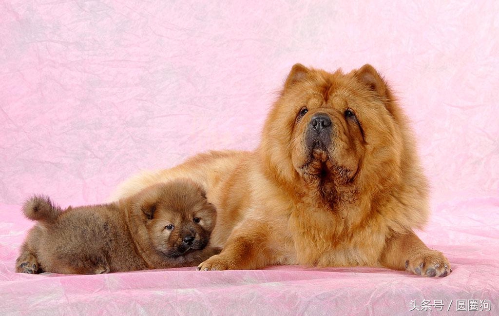 松狮犬打架视频,世界名犬有哪些