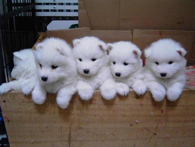 一个月的萨摩耶老是咬东西怎么办,萨摩耶幼犬咬主人手脚怎么办