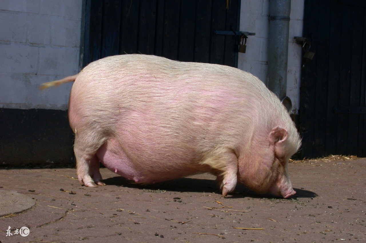 母猪坐月子禁忌,母猪坐月子最佳时间