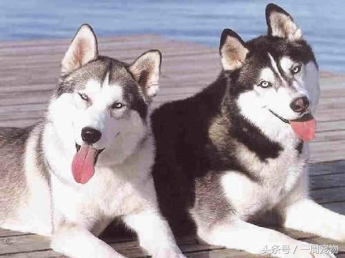 哈士奇的脾气特点,哈士奇几岁脾气稳定