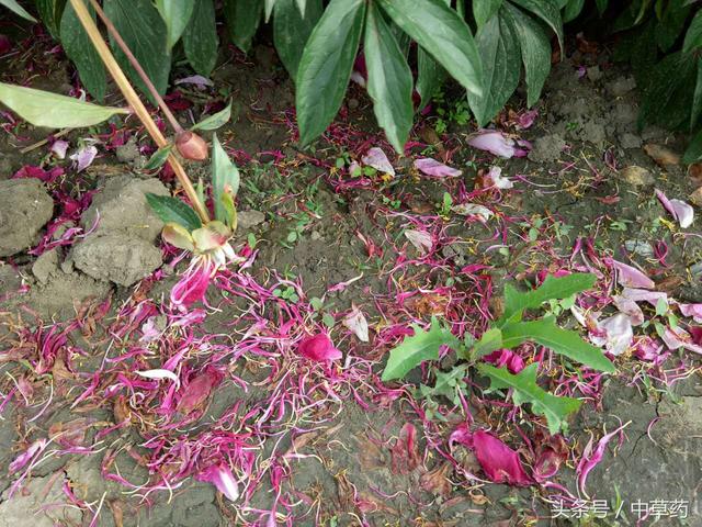 “花中皇后”芍药，不但“貌美”，入药还可养血调经、平肝止痛