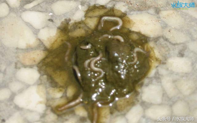 给龟体外驱虫,陆龟驱虫肠虫清用量