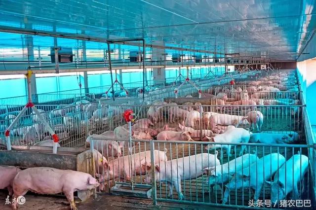 牛的口蹄疫发病机制与防治技术,养猪户的猪得口蹄疫怎么处理