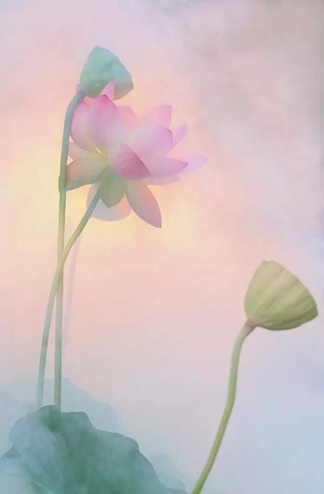 一花一世界一叶一菩提一禅小和尚,一花一世界一叶一菩提一禅