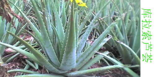 芦荟有哪些品种都叫什么名字,什么品种的芦荟净化空气最好