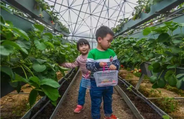 乡村振兴战略五年规划重点项目,乡村振兴计划重点项目