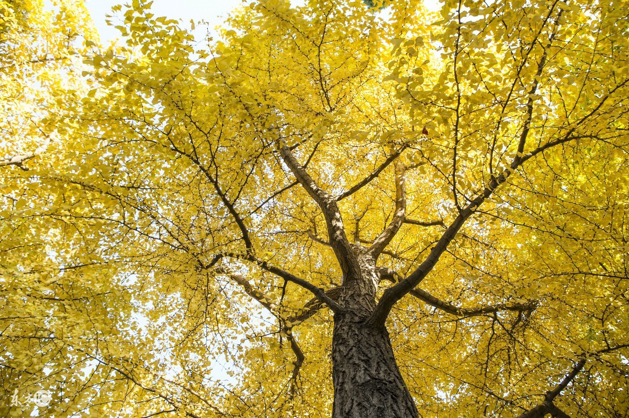农村院子不宜种什么植物,家里院子种植什么植物对风水最好