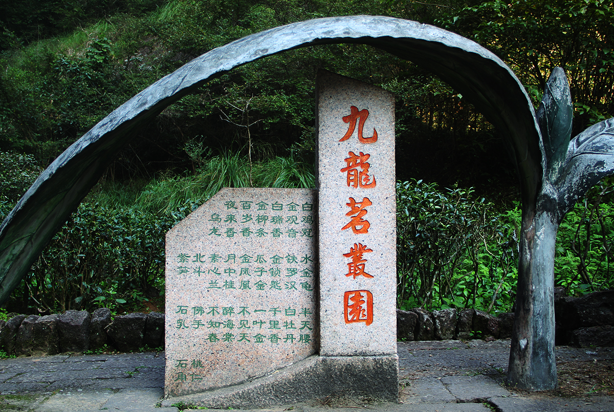 真假大红袍,真假大红袍茶叶鉴别方法