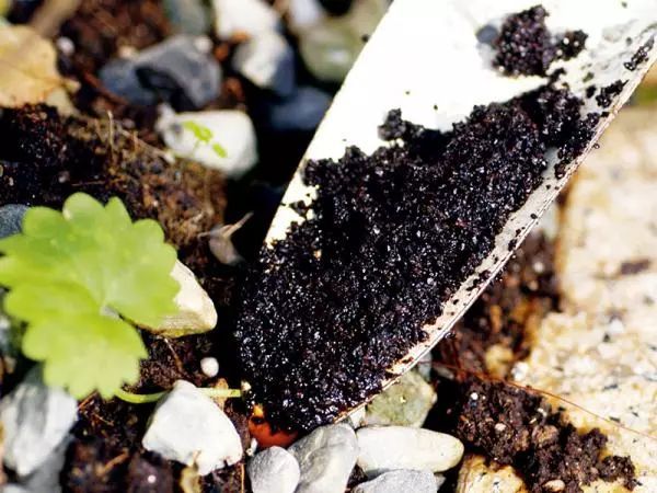 家里盆栽叶子长虫子怎么办,院子里的叶子被虫子吃了怎么办