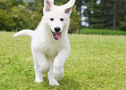 银狐犬和萨摩的区别有哪些？养银狐犬还是萨摩好？